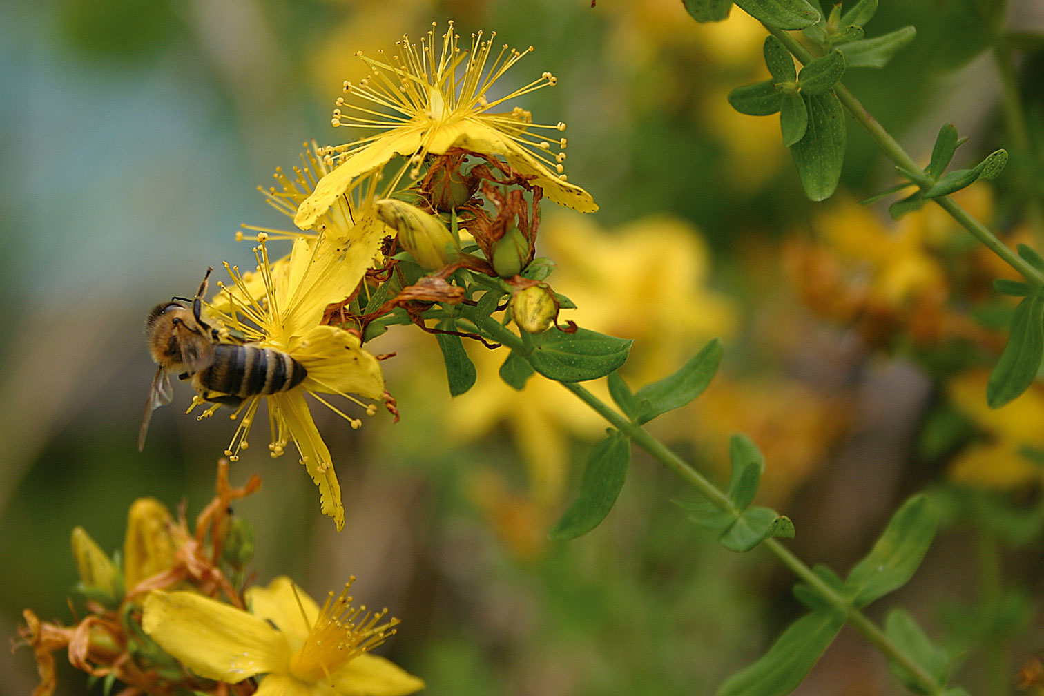 Bienenweide im Garten zur Förderung von Insekten