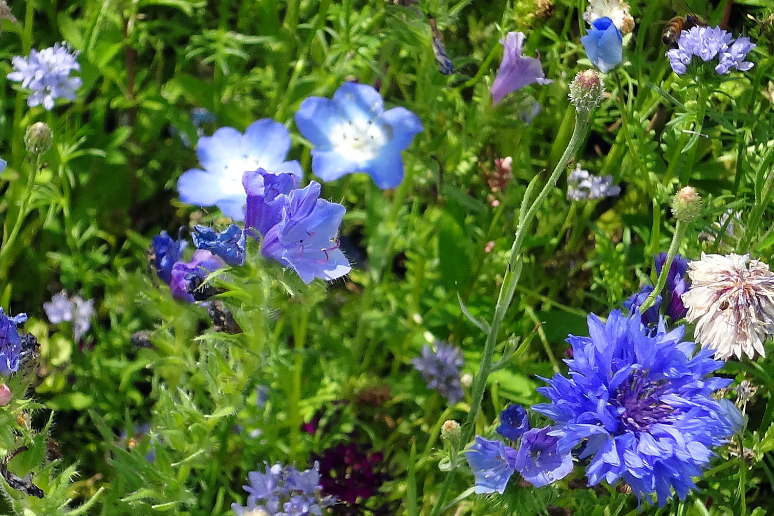 EleganSaat blau | Blhmischung | Saatgut fr den Garten