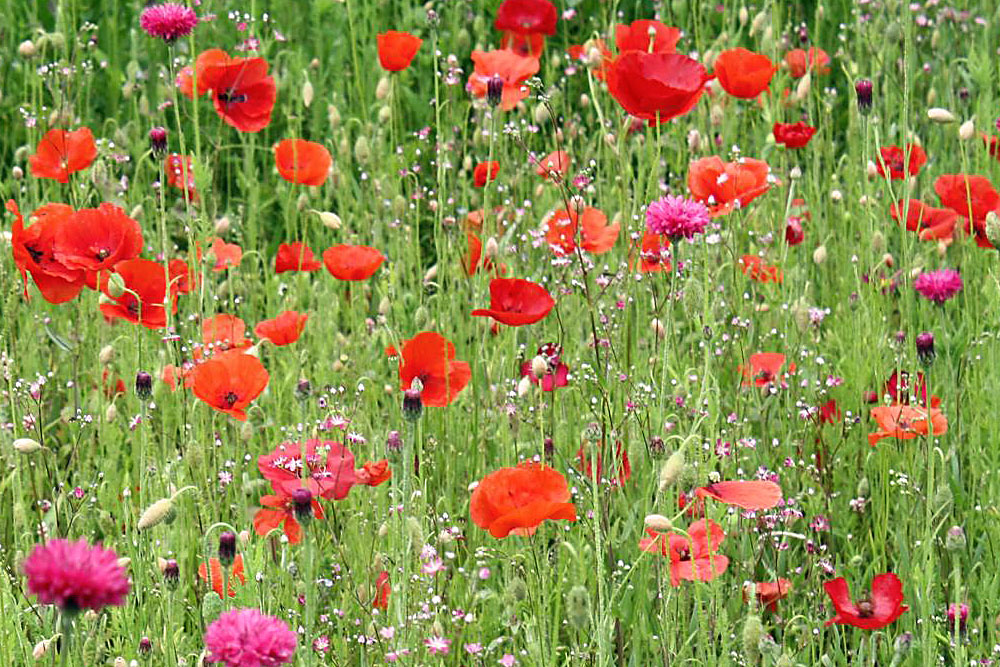 knstlicher kranz Knstlicher Kranz 80 cm  Rosen, Gnseblmchen & Disteln