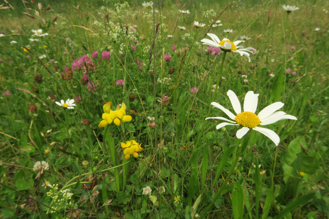 saatgut insekten  BeeWild Saatgut kaufen