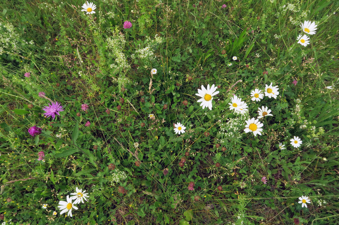 Kruterrasen (RSM 2.4) | Saatgut fr den Garten