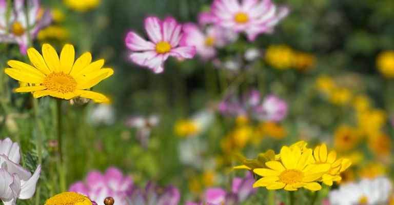 EleganSaat.de | Blhmischungen | Saatgut fr Garten und Balkon
